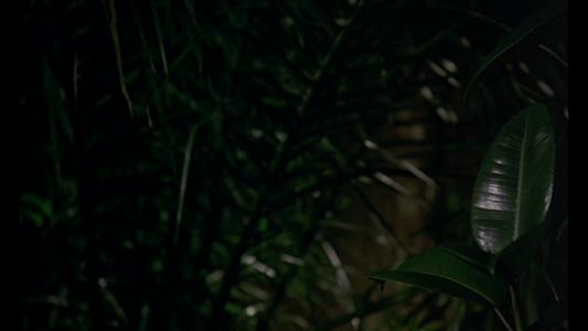 Le sauvage