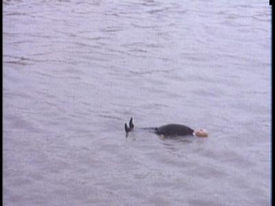 Frenzy - theatrical trailer