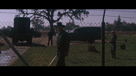 Cool Hand Luke