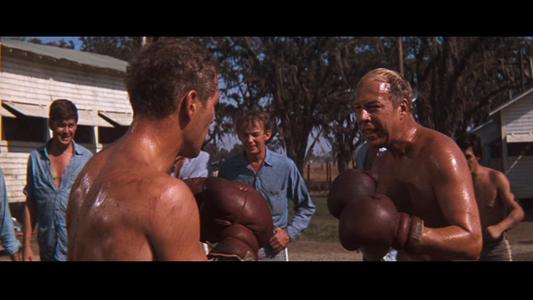 Cool Hand Luke