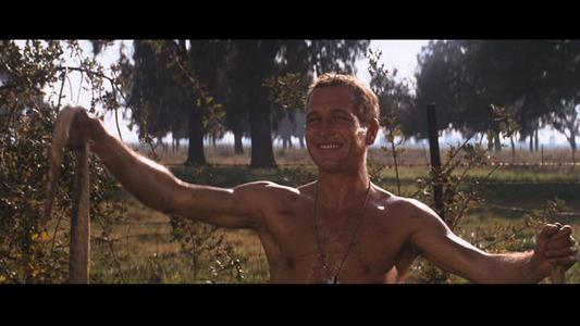 Cool Hand Luke