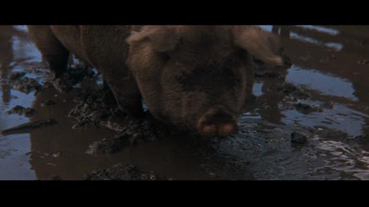 Cool Hand Luke