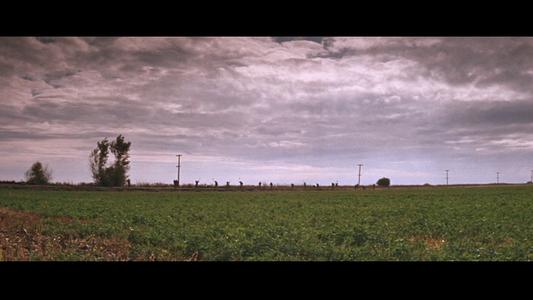 Cool Hand Luke