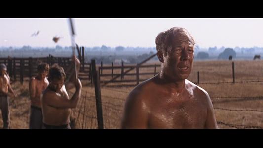 Cool Hand Luke