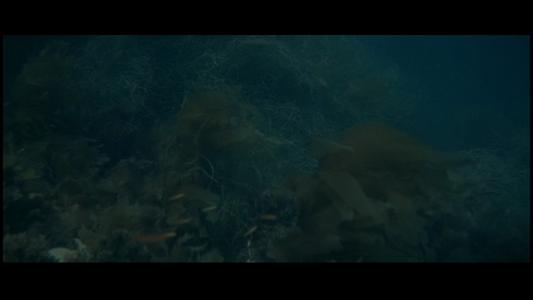 Jaws