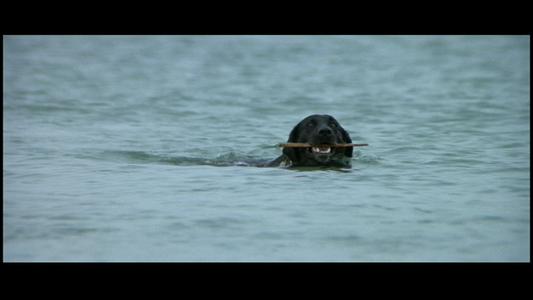 Jaws