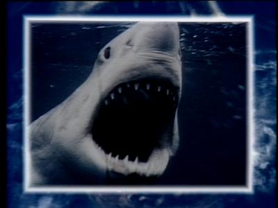 The Jaws Archives: Production Photographs