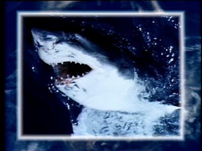 The Jaws Archives: Production Photographs
