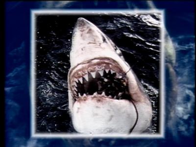 The Jaws Archives: Production Photographs