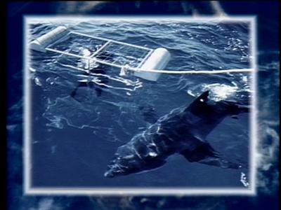 The Jaws Archives: Production Photographs