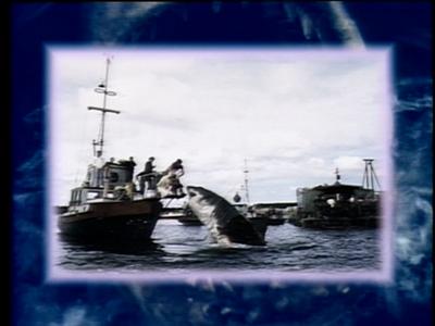 The Jaws Archives: Production Photographs