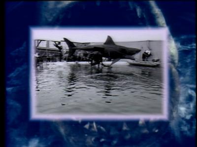 The Jaws Archives: Production Photographs