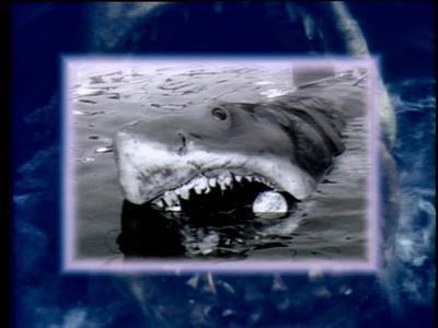 The Jaws Archives: Production Photographs