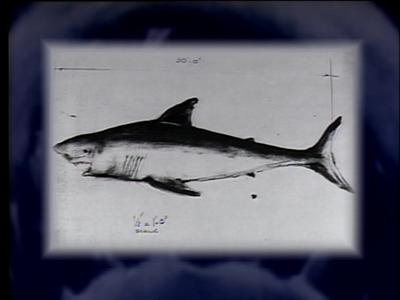 The Jaws Archives: Storyboards and Original Drawings
