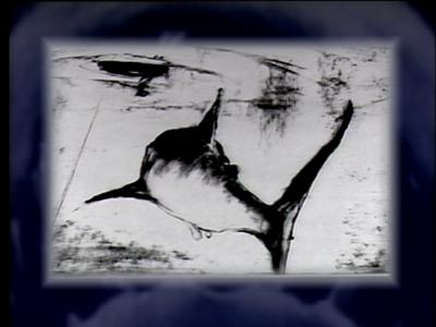 The Jaws Archives: Storyboards and Original Drawings