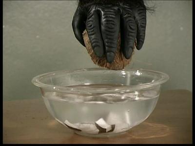 Things To Do With Coconuts