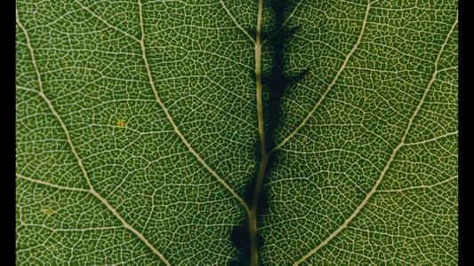 Microcosmos