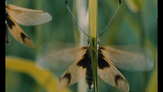 Microcosmos