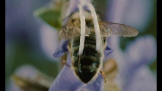 Microcosmos