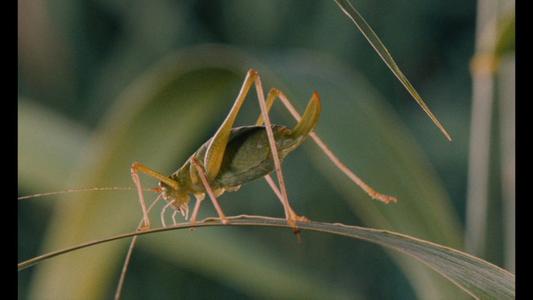 Microcosmos