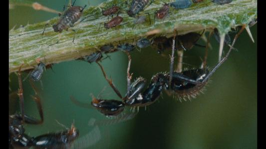Microcosmos