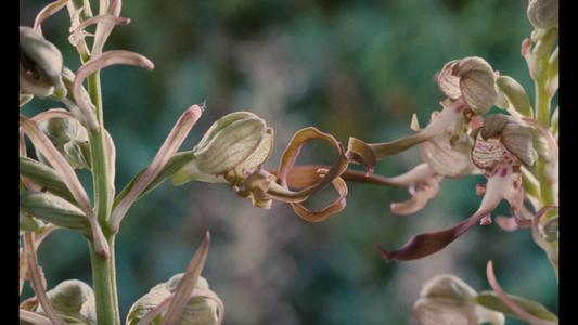 Microcosmos