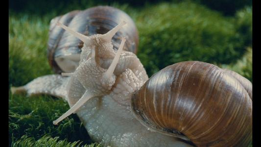 Microcosmos