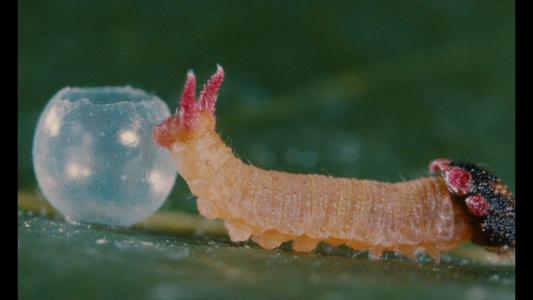 Microcosmos