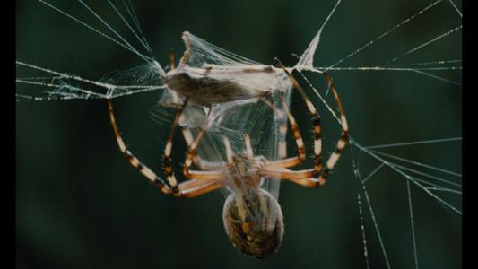 Microcosmos
