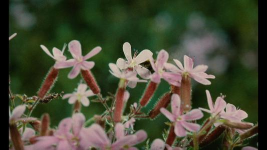 Microcosmos