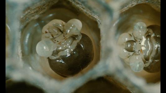 Microcosmos