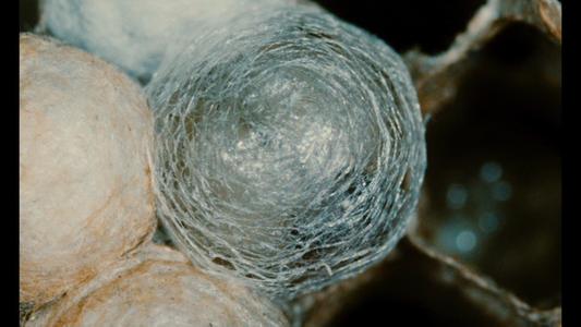 Microcosmos