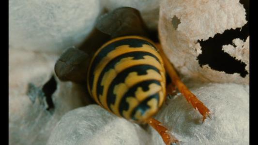 Microcosmos