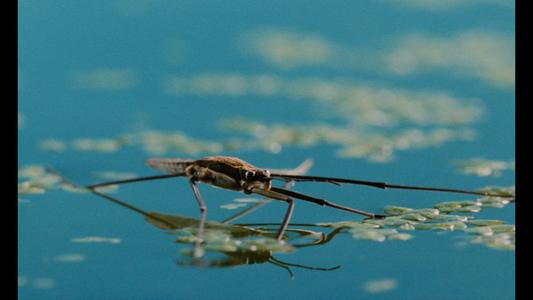 Microcosmos