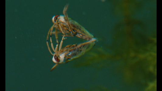 Microcosmos
