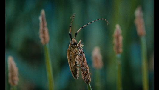 Microcosmos