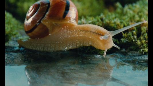 Microcosmos