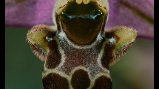 Microcosmos