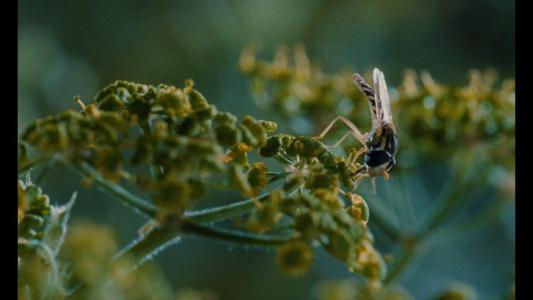Microcosmos