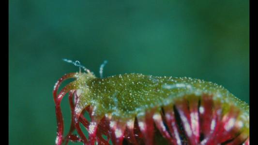 Microcosmos