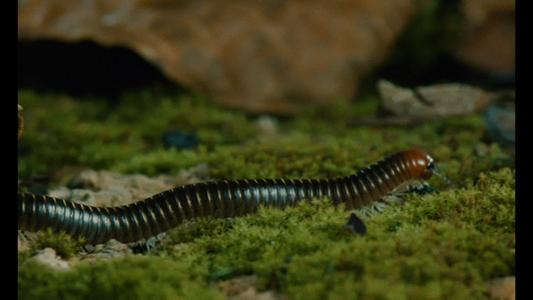 Microcosmos