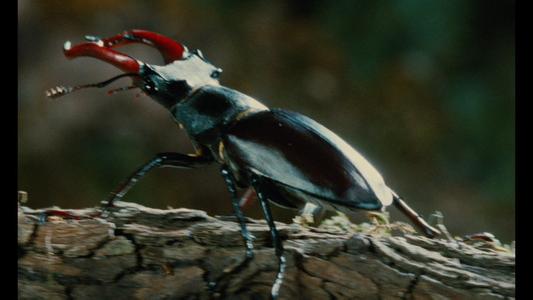 Microcosmos