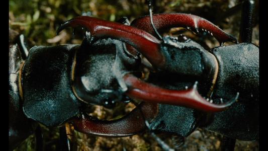 Microcosmos