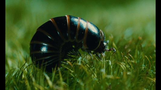 Microcosmos