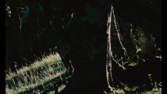Microcosmos