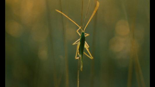 Microcosmos