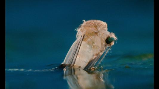 Microcosmos