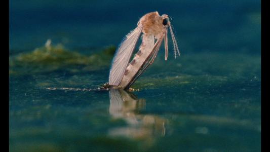 Microcosmos