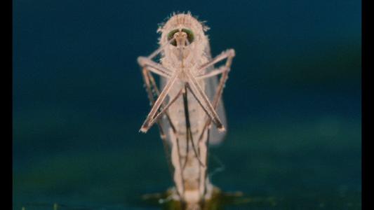 Microcosmos