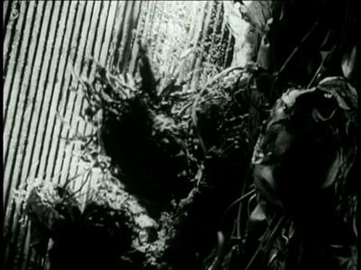 Tetsuo